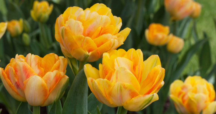 Discover the Beauty of Double Tulips