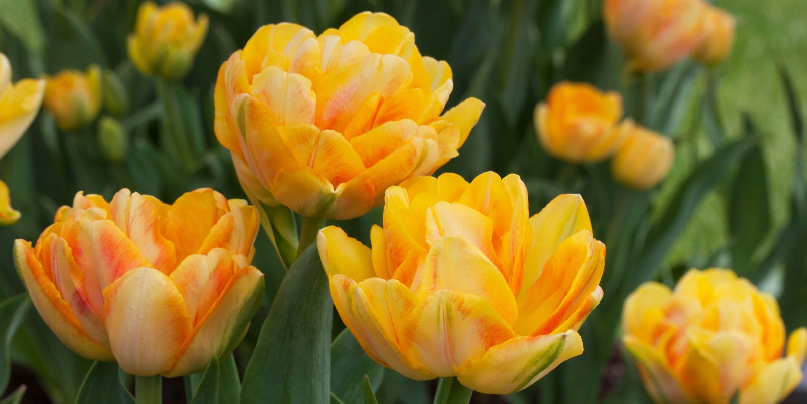 Discover the Beauty of Double Tulips