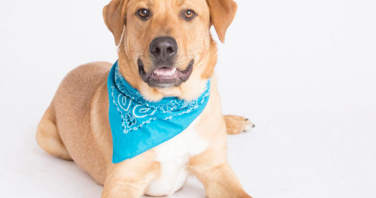 Help Harley find a home