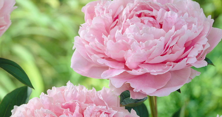 Lush Peonies add Beauty  & Fragrance to  Early Summer Gardens 