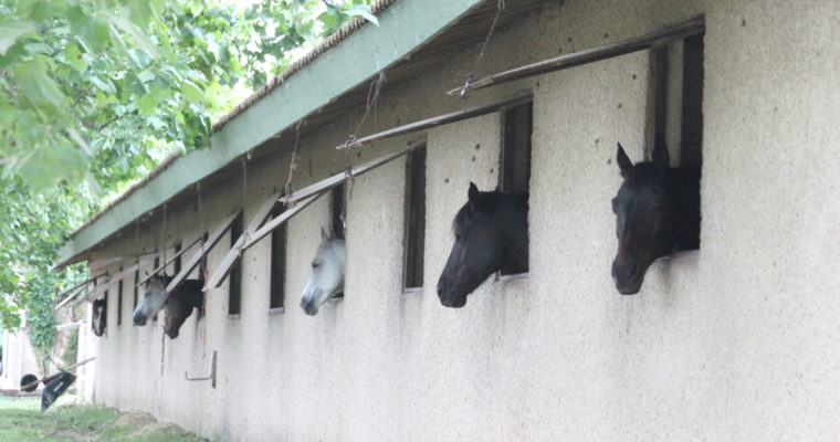 Texas Therapeutic Riding Center