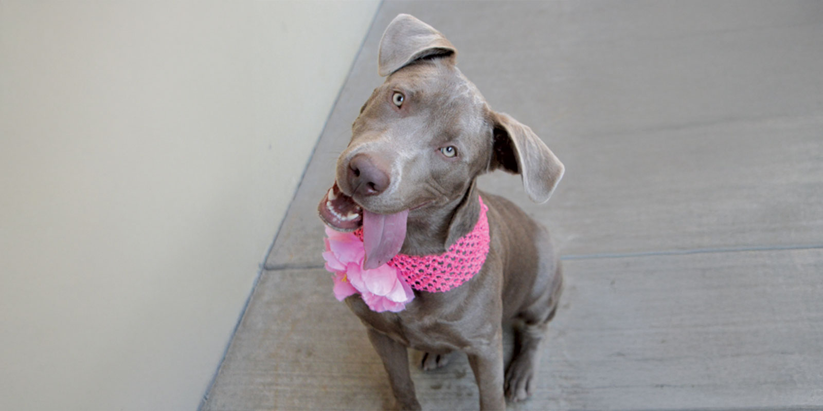 Adopt Acadia