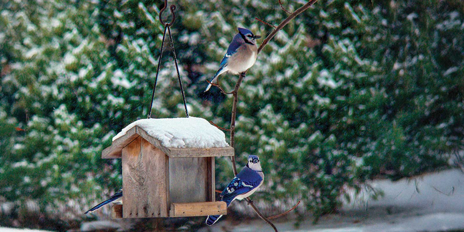 Bringing the Birds Home