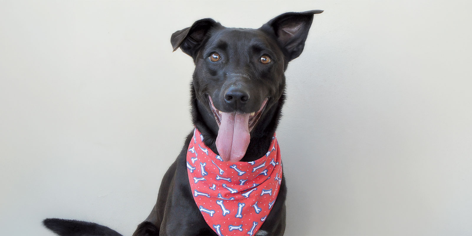 Smokey Seeks a Forever Home